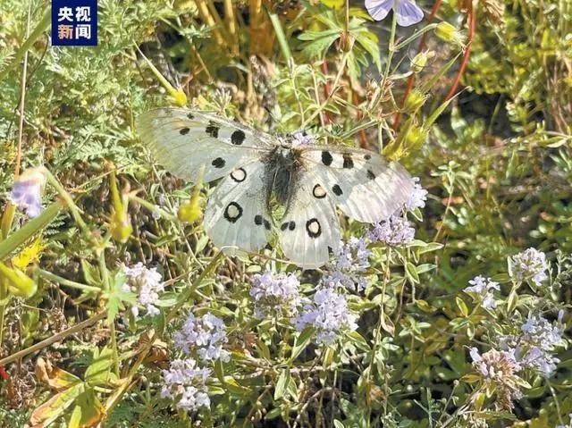 《首次夏尔西里全面系统科学考察完成》